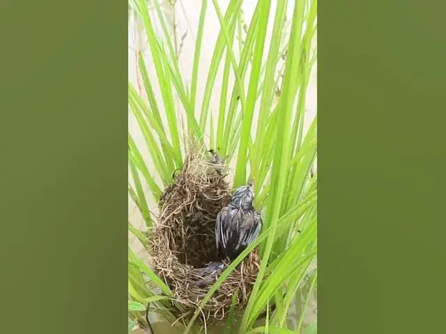 Video thumbnail for Baby Wild Bird Golden #Ornithology #Nature #Biodiversity #Eggceptional #Eggstraordinary #Eggsplore