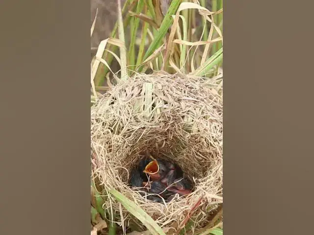 Video thumbnail for Baby Bird waiting Feed in nest #birdspotting #birdslover #birdwatch #wildlife #birdwatching #nature