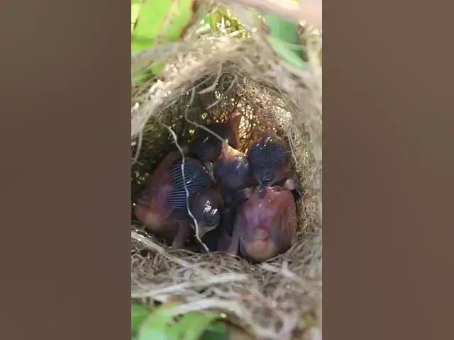 Video thumbnail for Grown Bird Baby Cries #birds #nest #babyanimal #birdnestandbaby #babybird #nestfornewbies #sparrow