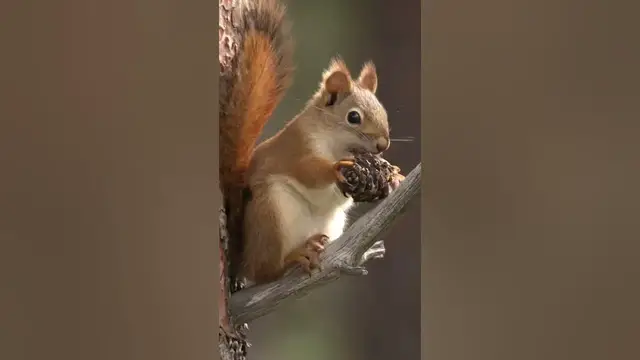 Video thumbnail for Red squirrels can swim and hang upside down! #shorts