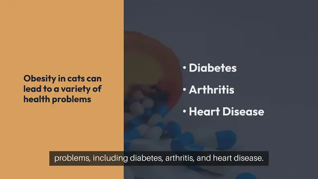 Video thumbnail for Cat Weight Loss Strategies