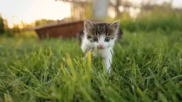 'Video thumbnail for Why Are Cats So Cute '