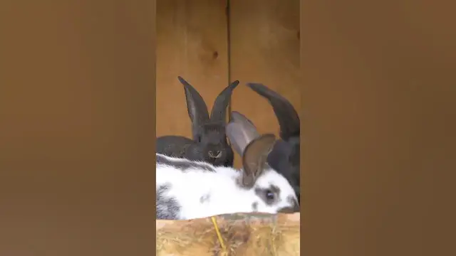 Video thumbnail for Rabbits are happy when they are...#shorts