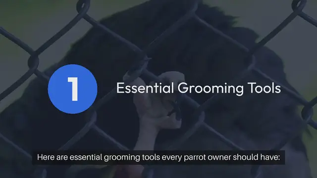 Video thumbnail for Parrot Grooming Tools