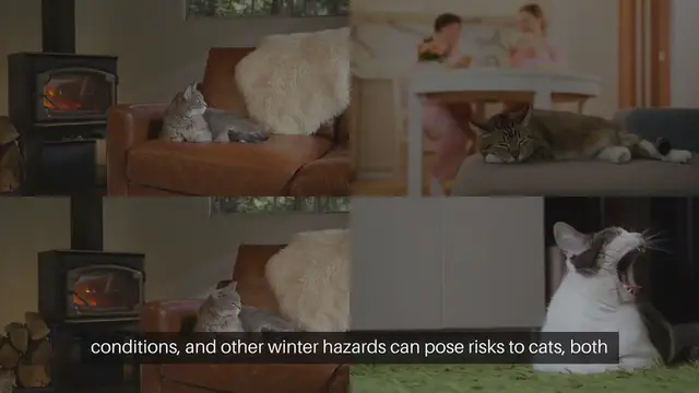 Video thumbnail for Cat Winter Safety Tips