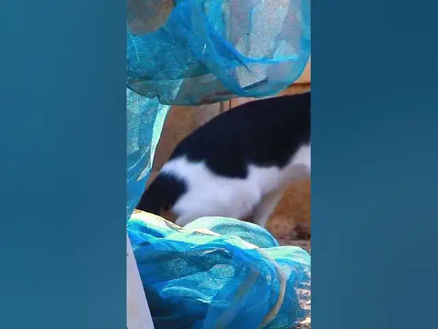 Video thumbnail for Black & White Cat 4 #cat #shortcat #catchcatch #bitcat  #animals #cute #catlover  #cutecat