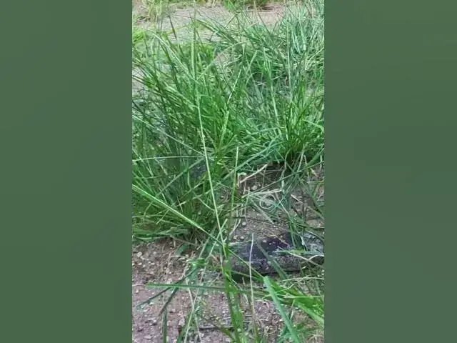 Video thumbnail for Cute of black babies cat 5 #cat #shortcat #catchcatch #bitcat  #animals #cute #catlover  #cutecat
