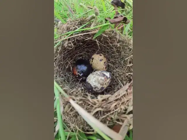 Video thumbnail for Egg Wild Bird #Wild #Birds #Nest #Nature #Newborn #Feathered #Hatching