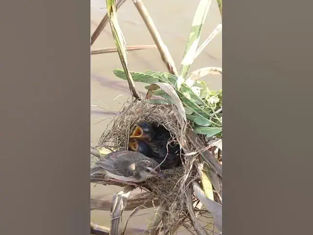 Video thumbnail for Mother Feed Babies bird  in Nest AP#0437#Feedigbirds #nature #shortvideo #viralvideo #birds #wolfbir