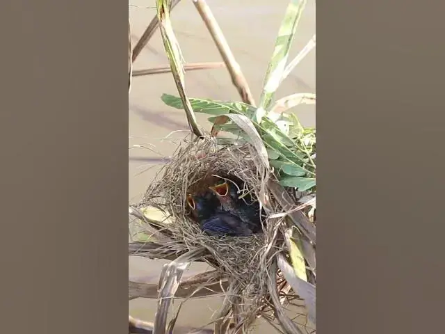 Video thumbnail for Mother Feed Babies bird  in Nest AP#048  #Feedigbirds #nature #shortvideo #viralvideo #birds #wolfbi