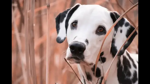 Video thumbnail for 40 Pros and Cons of Owning a Dalmatian