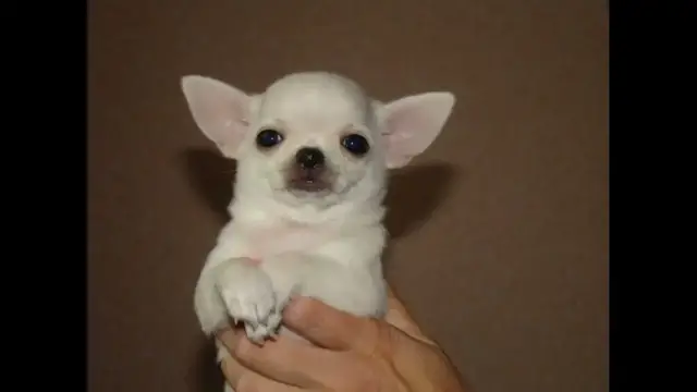 Video thumbnail for Pros and Cons of Owning a Chihuahua