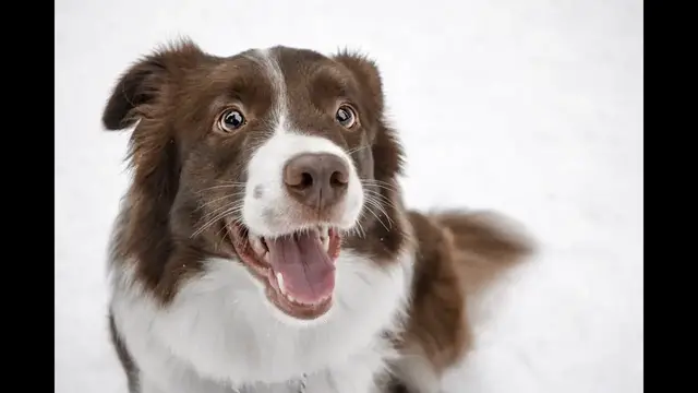 Video thumbnail for 25 Pros and Cons of Owning a Border Collie