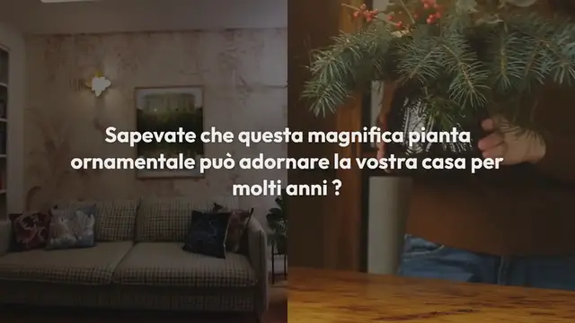 Video thumbnail for Anthurium – Questo fertilizzante naturale è tutto ciò di cui hai bisogno per fiorire per anni!