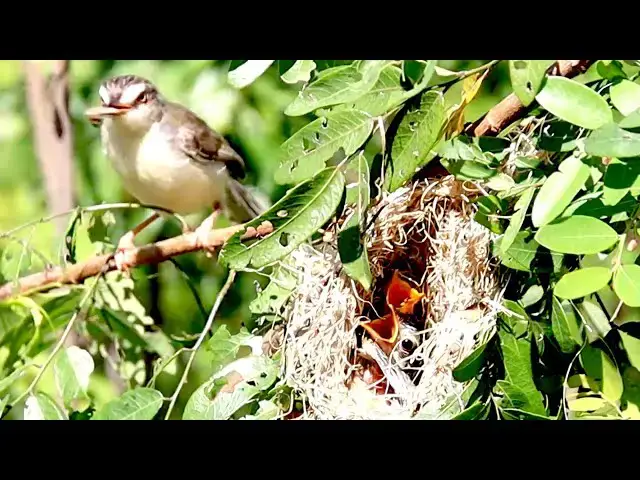 'Video thumbnail for In round on nest, Wild baby's bird crie eat food here'