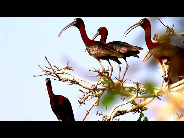 Video thumbnail for The glossy ibis bird baby on nest  \-baby birds on nest