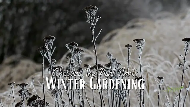 'Video thumbnail for Choosing The Right Plants for Winter Gardening'