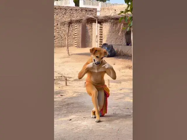 Video thumbnail for awesome moment dance