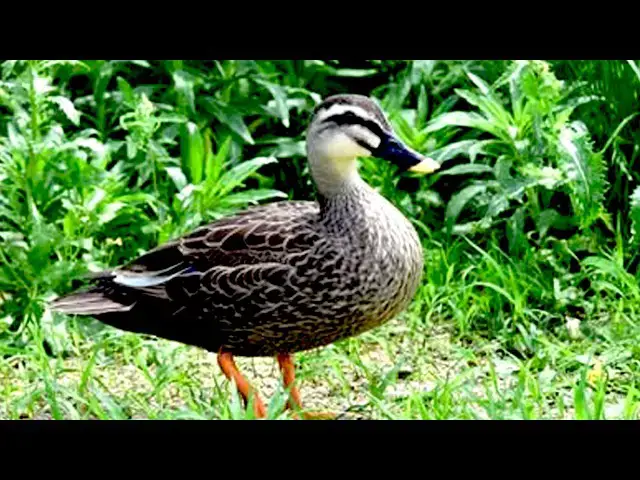 Video thumbnail for All Duck Bird forest & A Lot Bird At Lake  \-baby birds in nest