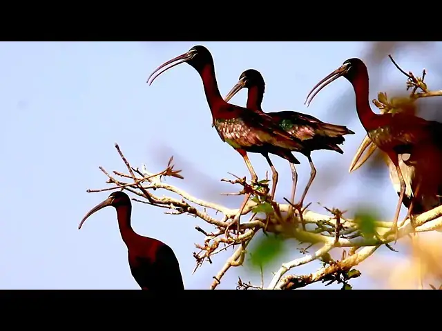 Video thumbnail for The hadada ibis baby bird on nest  \-baby birds in nest
