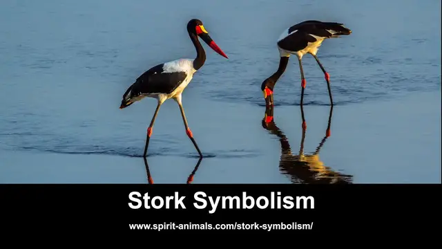 Video thumbnail for Stork Symbolism