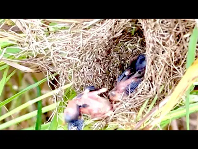 Video thumbnail for The Feathered Family: Caring for Baby Birds  \-baby birds on nest