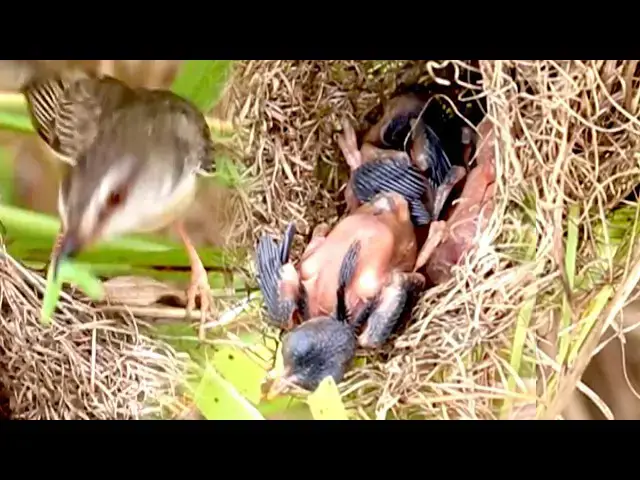 Video thumbnail for Fledgling Feeding: Nest Nibbles  \-baby birds on nest