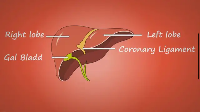 Video thumbnail for Markers for Liver Function | Liver Function Test