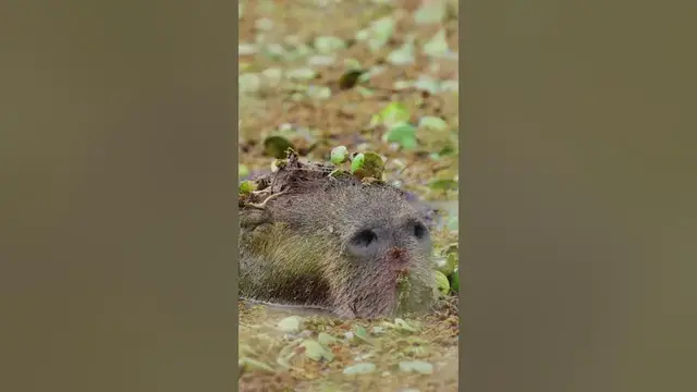 Video thumbnail for The capybara looks like an oversized guinea pig that😊😉😀#shorts