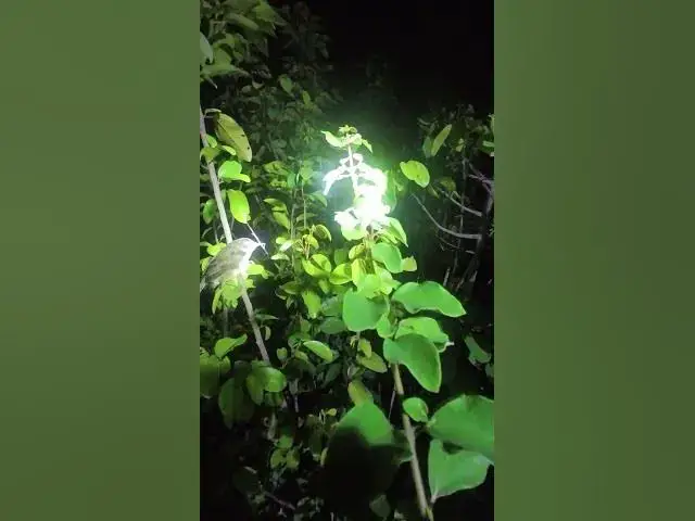 Video thumbnail for Widl Sparrow Sleep