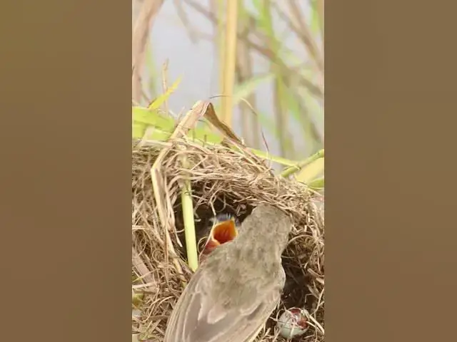 Video thumbnail for Hungry babies bird EP#177 #naturelovers #birdslife #wildbirds #birdswatching #birdschirping #birdssi