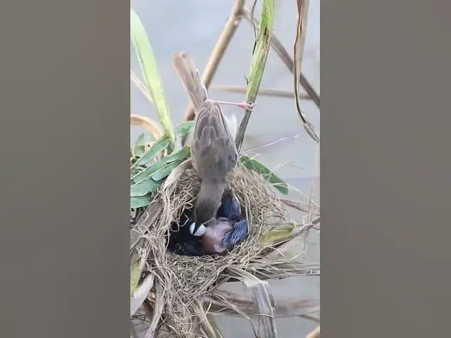 Video thumbnail for Babies Grown Bird Feed #Babies  #Nesting #BirdBehavior #BirdWatching #NatureLovers #Wildlife #BirdLi