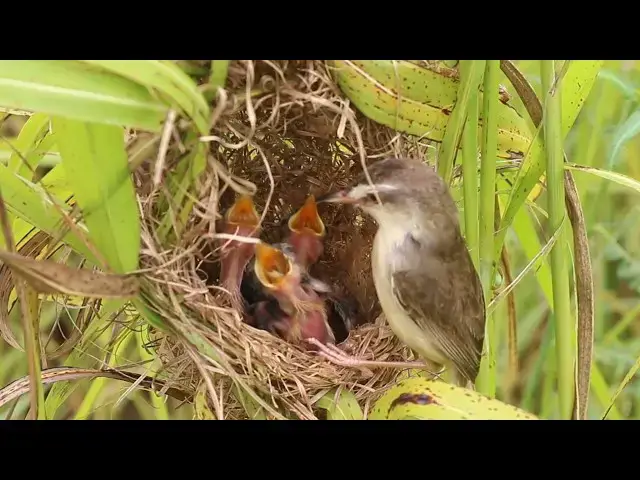 Video thumbnail for Sudan's Golden Sparrow // Grown Sparrow Cares for Baby in Sudan  @ViralBirdNest