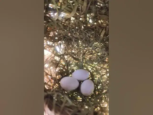 Video thumbnail for Egg of Bird  #birdnest #nature #birdlifeoutdoors #animal #wildlife #birdnet #bird #birdslover #wild