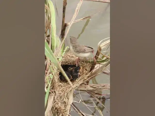 Video thumbnail for Baby bird Cried Eat Grasshopper in Nest EP#251 #Shorts #BabyBirds #CuckooBird #BirdWatching #Nature