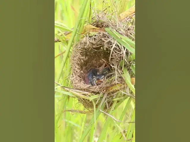 Video thumbnail for Babies Bird Sleep #birdwatching #birdspotting #nature #birdslover #birds #birdkids #birdparent