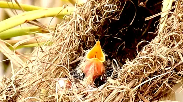 Video thumbnail for The Growing Up Bird: Hungry Hatchlings on the Nest