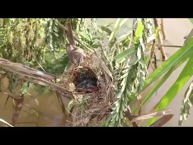 Video thumbnail for Amazing Mother Bird Feeding Frenzy: Adorable Baby Birds on the Nest