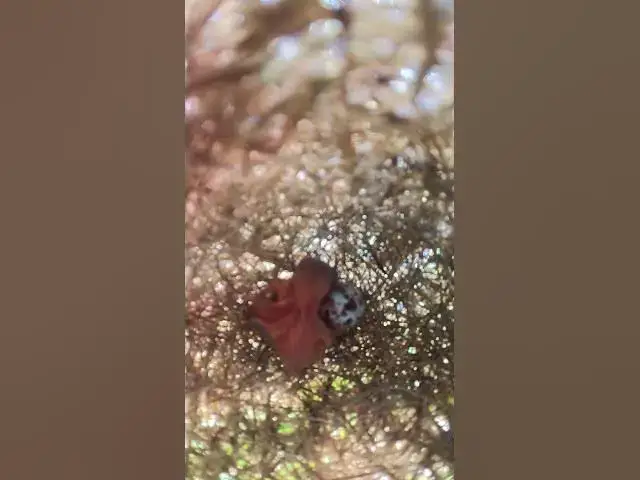 Video thumbnail for Babies Bird nest  #wildbirdlife #birdnest #nature #birdlifeoutdoors #animal #wildlife  #birdslover