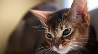 Video thumbnail for The History of Cats in Human Civilization