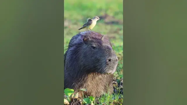 Video thumbnail for Capybaras live on rivers or in the swamps of the tropical rainforest.🤔🤨🙂#shorts