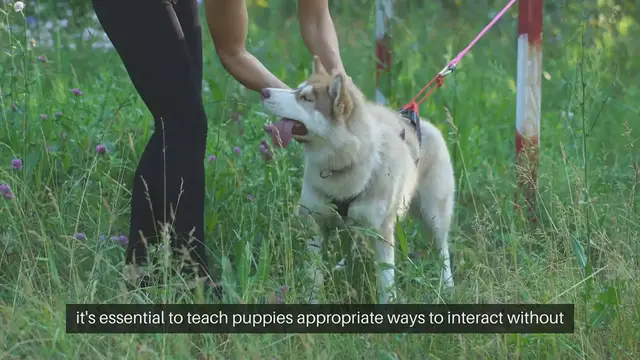 Video thumbnail for Puppy Biting Solutions