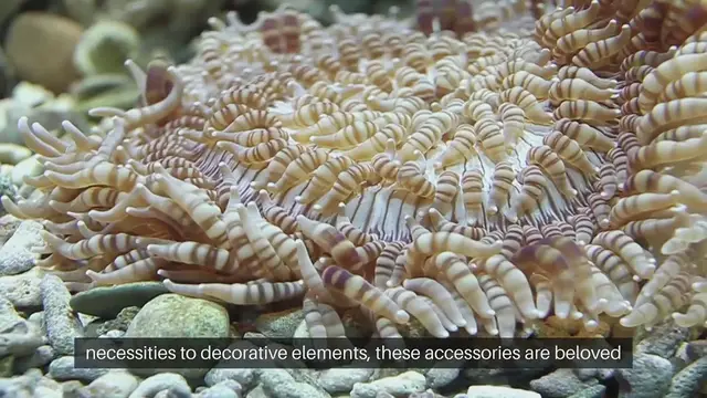 Video thumbnail for Popular Fish Tank Accessories