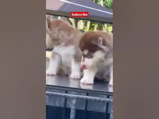 Video thumbnail for Puppy 🐶 Love #johnselephilip #religion #prayerful #jesuschrist #music #music #prayfirst #god