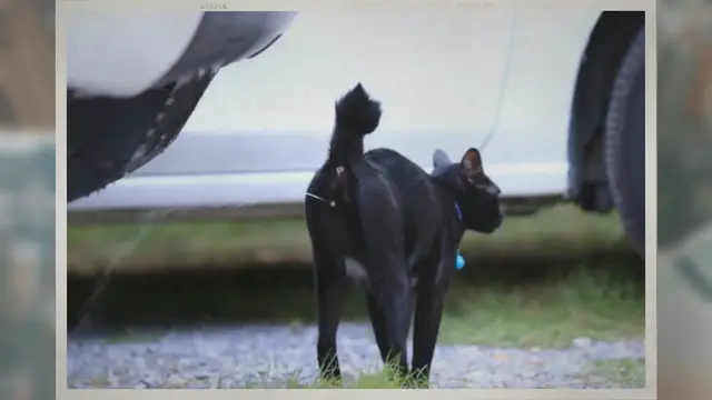 Video thumbnail for Can a Neutered Male Cat Still Penetrate?