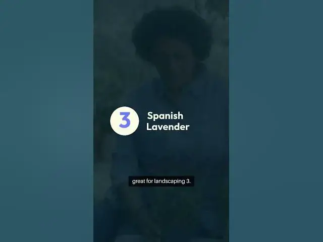 Video thumbnail for Lavender Varieties Showcase  #LavenderLove #GardenVibes 🌿🌸#LavenderVarieties #GardeningTips
