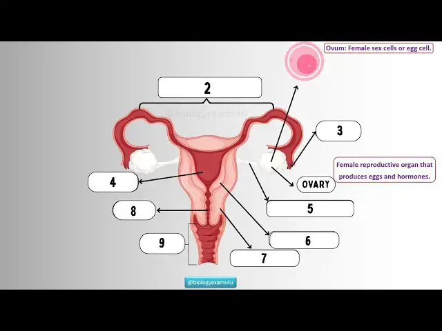 Video thumbnail for Female Reproductive System Structure and Function