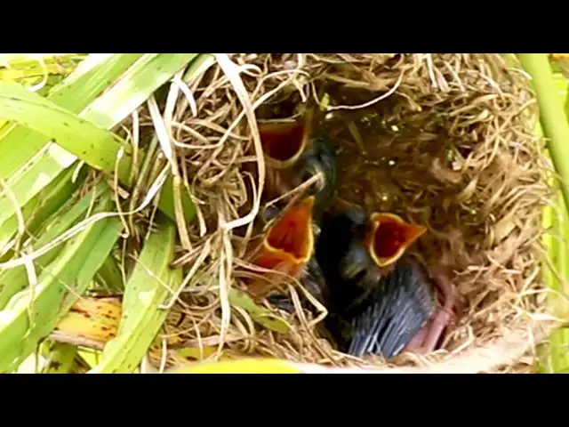Video thumbnail for Grown Sparrow Care for Baby in Sudan in nest  Sudan's Golden Sparrow: A Parent's Love @ViralBirdNest