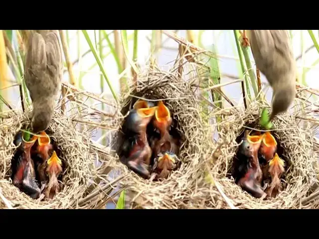 Video thumbnail for Grown Bird Nest Adventures: Grasshopper Galore for the Wild Babies