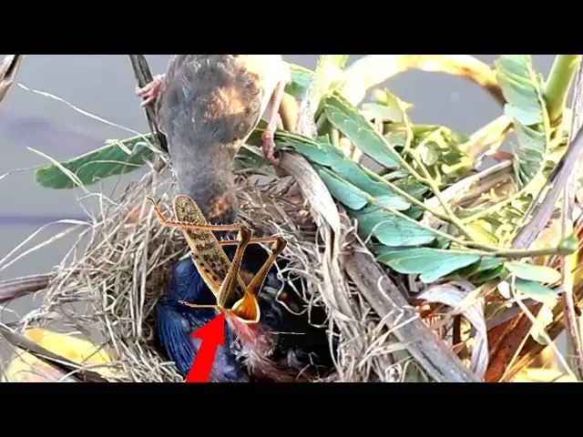 Video thumbnail for A Bird's Hunger: Inside the World of Hungry Baby Cuckoos